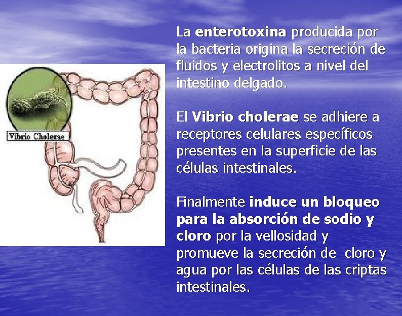 La enterotoxina producida por la bacteria origina la secreción de fluidos y electrolitos a