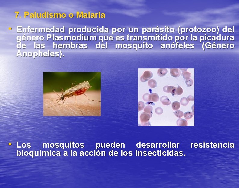 7. Paludismo o Malaria • Enfermedad producida por un parásito (protozoo) del género Plasmodium