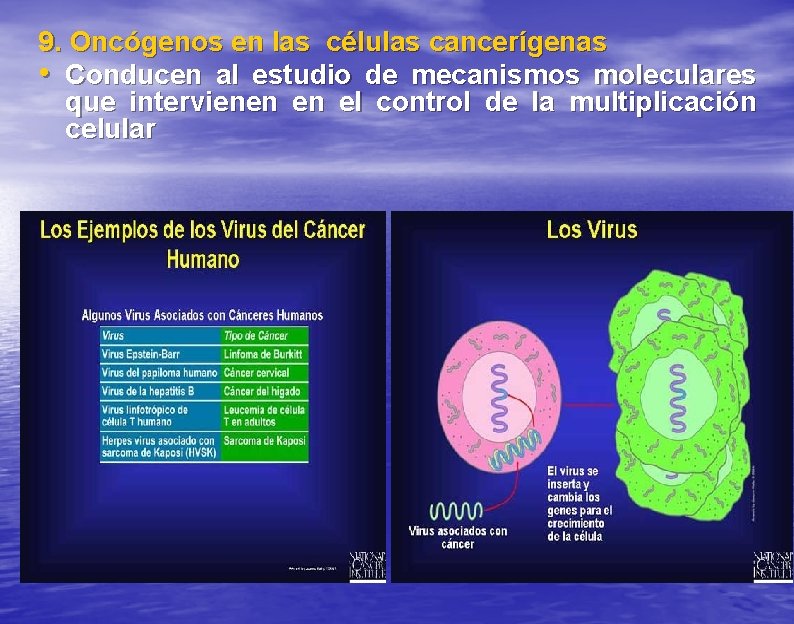 9. Oncógenos en las células cancerígenas • Conducen al estudio de mecanismos moleculares que