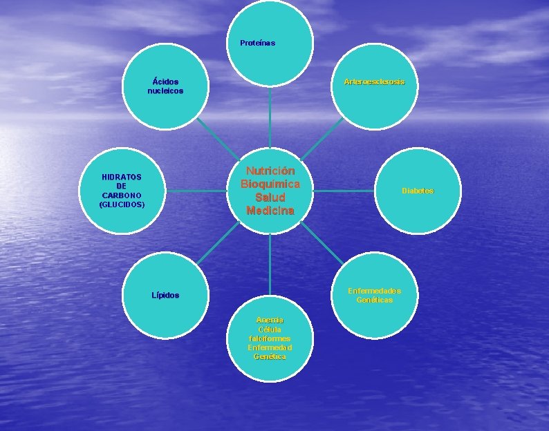 Proteínas Ácidos nucleicos Arteroesclerosis Nutrición Bioquímica Salud Medicina HIDRATOS DE CARBONO (GLUCIDOS) Diabetes Enfermedades