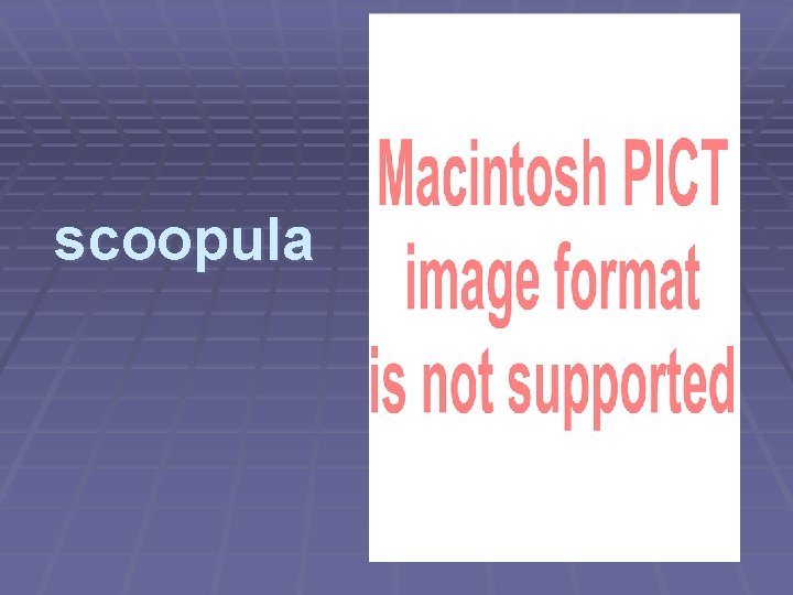 scoopula 