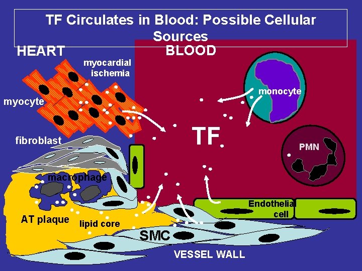 TF Circulates in Blood: Possible Cellular Sources BLOOD HEART myocardial ischemia monocyte myocyte TF