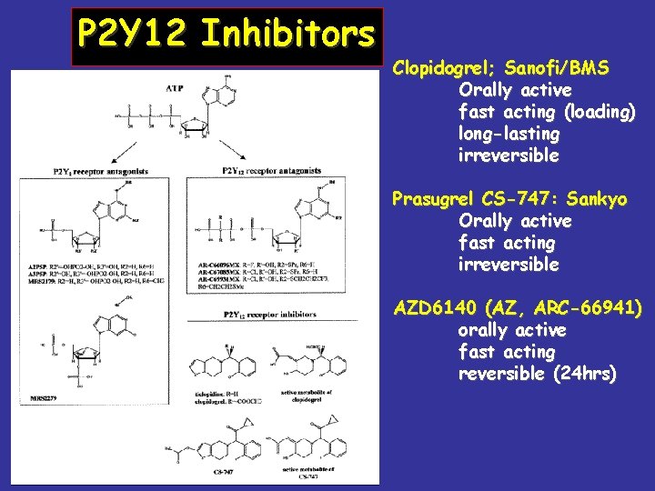 P 2 Y 12 Inhibitors Clopidogrel; Sanofi/BMS Orally active fast acting (loading) long-lasting irreversible