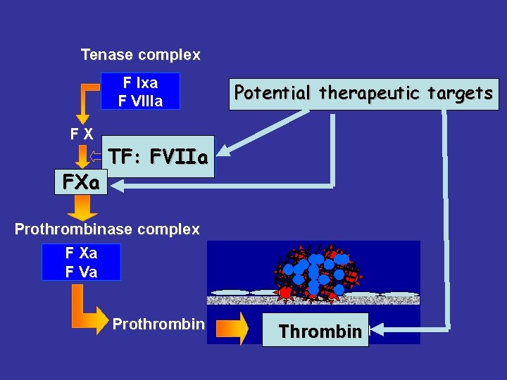 Tenase complex F Ixa F VIIIa FX F Xa FXa Potential therapeutic targets F