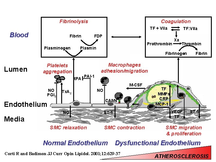 Fibrinolysis Coagulation TF + VIIa Blood Fibrin Plasminogen TF: VIIa FDP Prothrombin Plasmin Xa