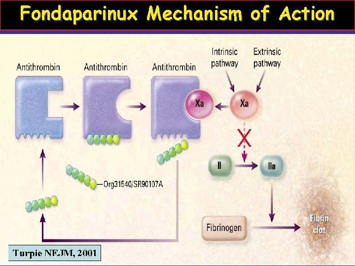 Fondaparinux Mechanism of Action 