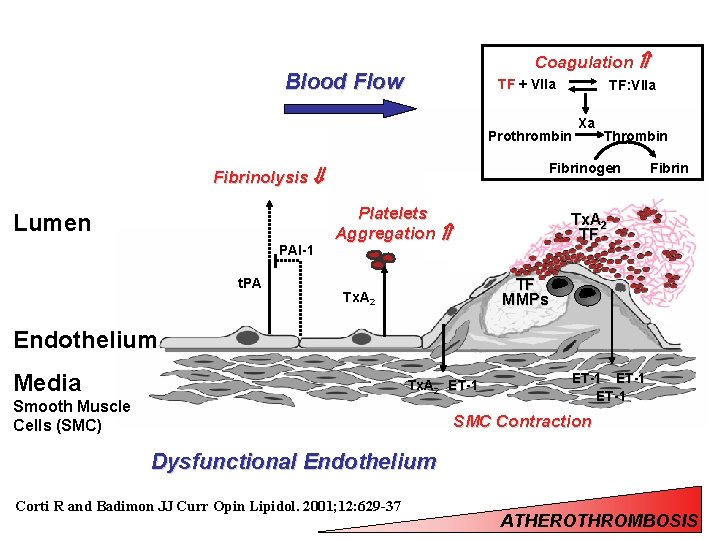 Coagulation Blood Flow TF + VIIa TF: VIIa Prothrombin PAI-1 t. PA Thrombin Fibrinogen