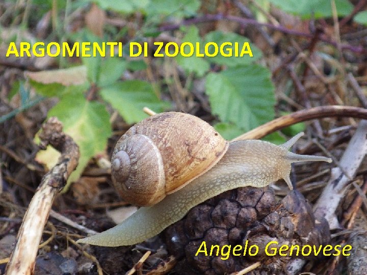 ARGOMENTI DI ZOOLOGIA Angelo Genovese 