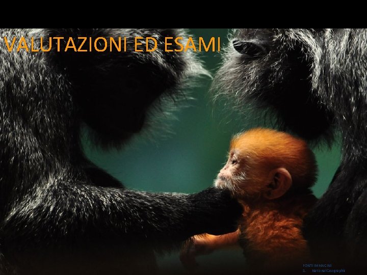 VALUTAZIONI ED ESAMI FONTI IMMAGINI 1. National Geographic 