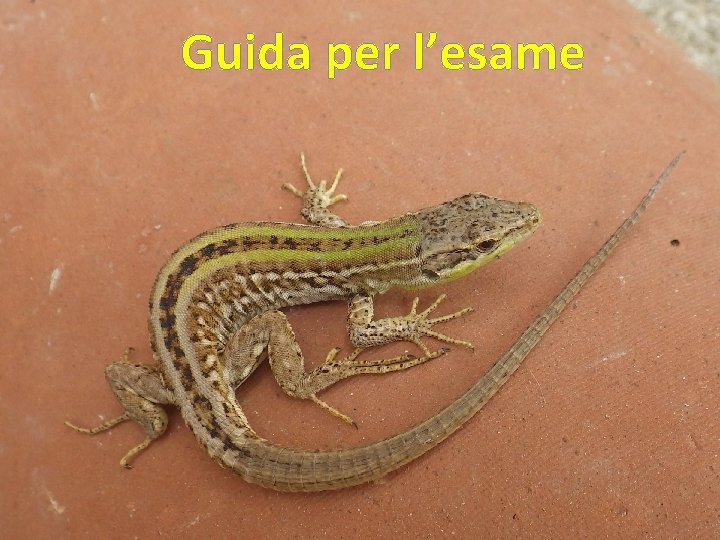 Guida per l’esame 