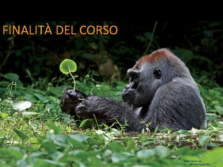 FINALITÀ DEL CORSO FONTI IMMAGINI 1. National Geographic 