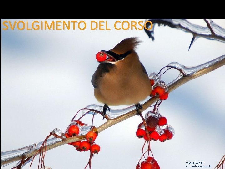 SVOLGIMENTO DEL CORSO FONTI IMMAGINI 1. National Geographic 