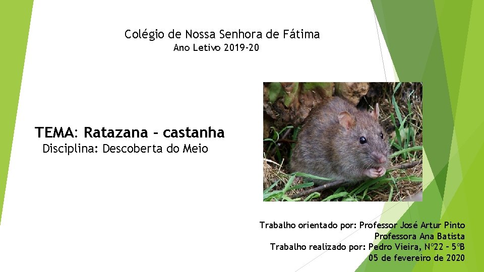 Colégio de Nossa Senhora de Fátima Ano Letivo 2019 -20 TEMA: Ratazana - castanha