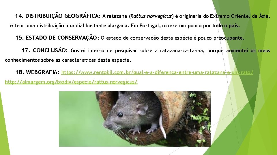 14. DISTRIBUIÇÃO GEOGRÁFICA: A ratazana (Rattus norvegicus) é originária do Extremo Oriente, da Ásia,