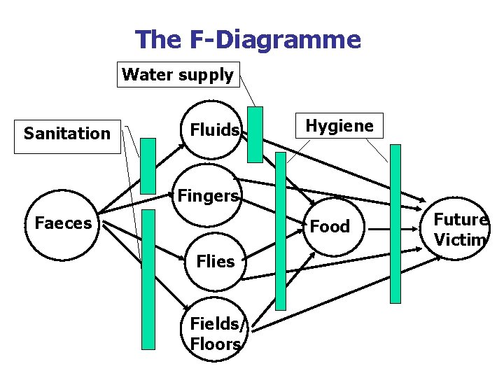 The F-Diagramme Water supply Sanitation Fluids Hygiene Fingers Faeces Food Flies Fields/ Floors Future