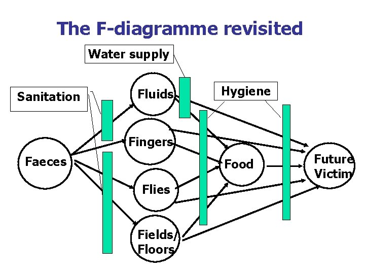 The F-diagramme revisited Water supply Sanitation Fluids Hygiene Fingers Faeces Food Flies Fields/ Floors