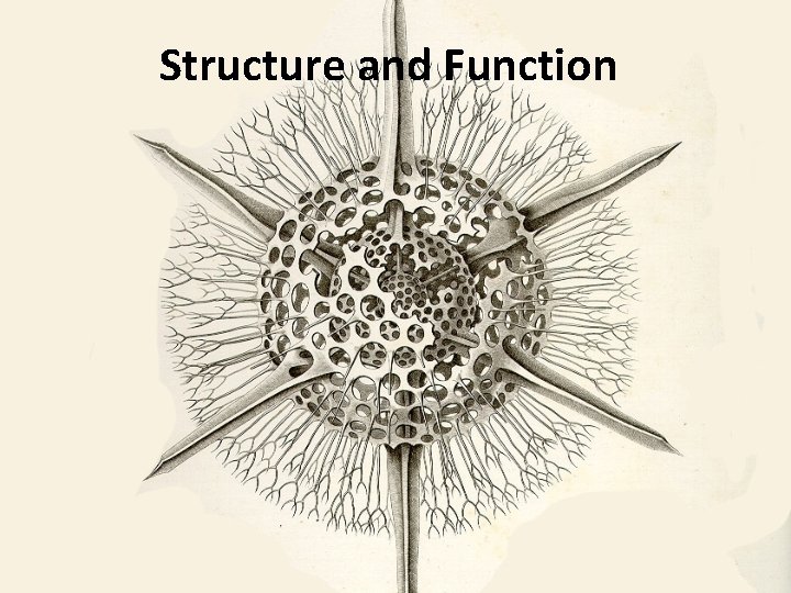 Structure and Function 