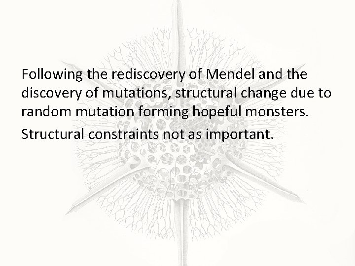 Following the rediscovery of Mendel and the discovery of mutations, structural change due to