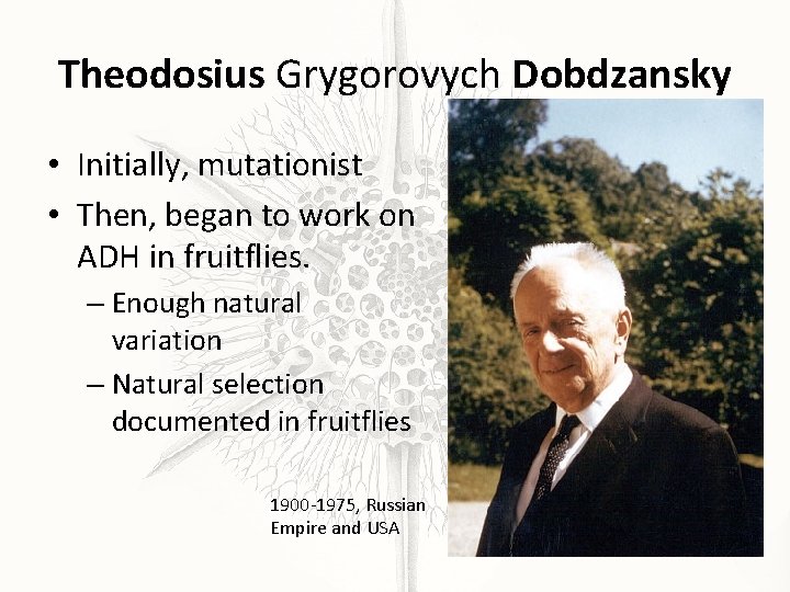 Theodosius Grygorovych Dobdzansky • Initially, mutationist • Then, began to work on ADH in