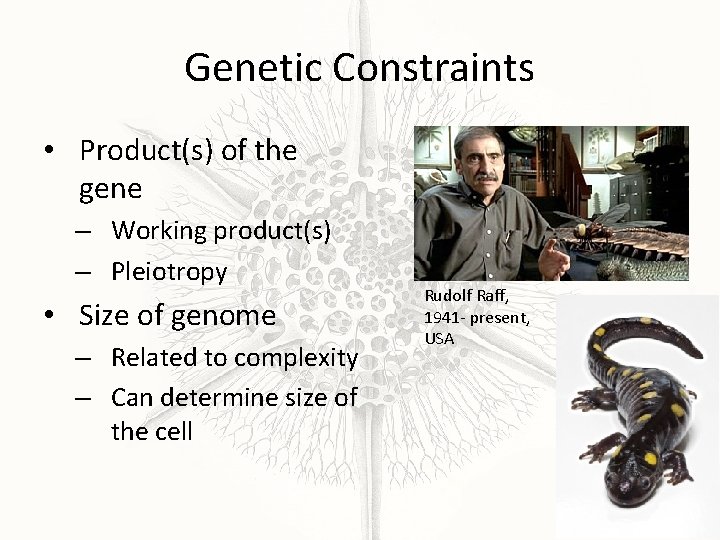 Genetic Constraints • Product(s) of the gene – Working product(s) – Pleiotropy • Size