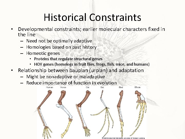 Historical Constraints • Developmental constraints; earlier molecular characters fixed in the line – Need