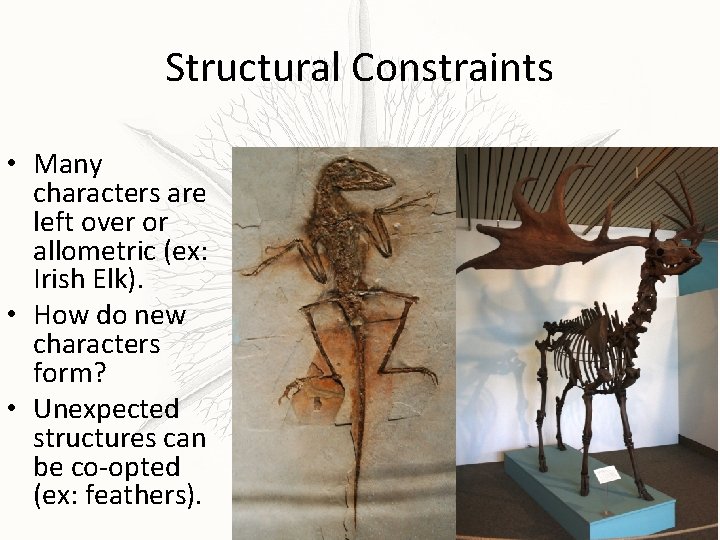 Structural Constraints • Many characters are left over or allometric (ex: Irish Elk). •