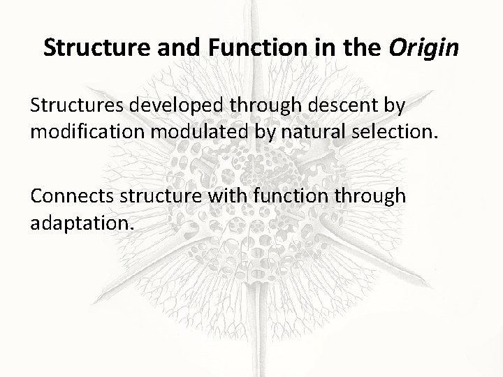 Structure and Function in the Origin Structures developed through descent by modification modulated by