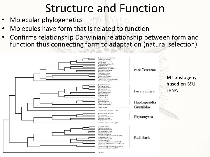 Structure and Function • Molecular phylogenetics • Molecules have form that is related to