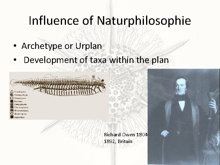 Influence of Naturphilosophie • Archetype or Urplan • Development of taxa within the plan