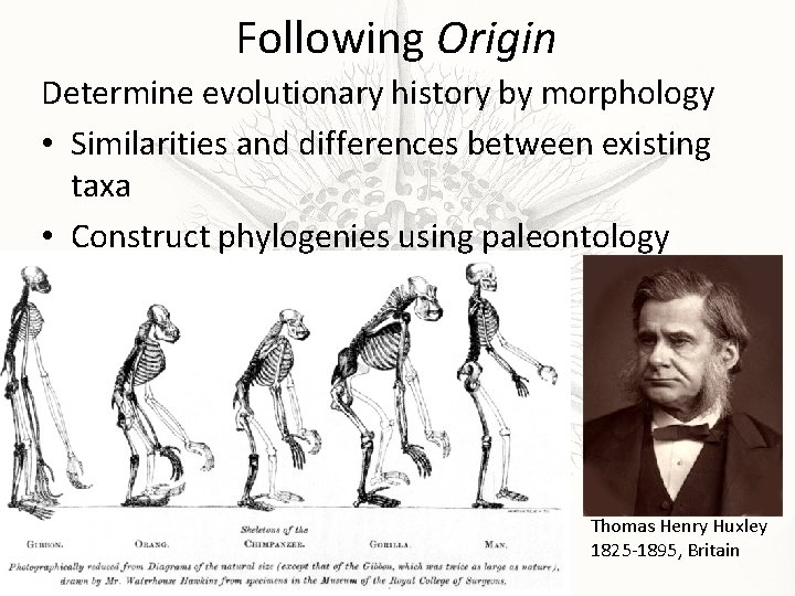 Following Origin Determine evolutionary history by morphology • Similarities and differences between existing taxa