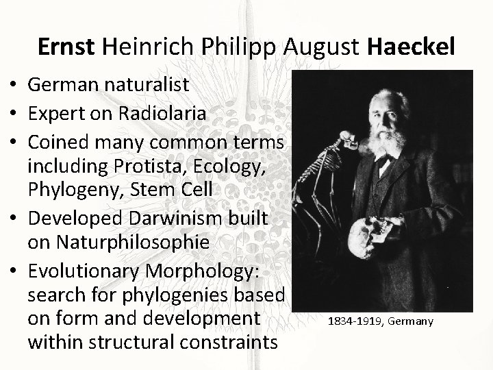 Ernst Heinrich Philipp August Haeckel • German naturalist • Expert on Radiolaria • Coined
