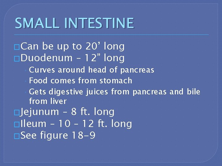 SMALL INTESTINE �Can be up to 20’ long �Duodenum – 12” long • Curves