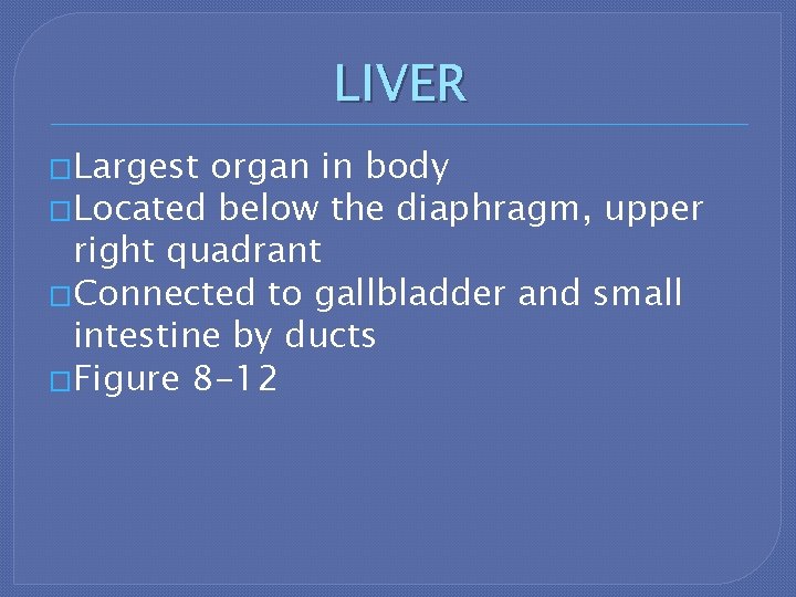 LIVER �Largest organ in body �Located below the diaphragm, upper right quadrant �Connected to