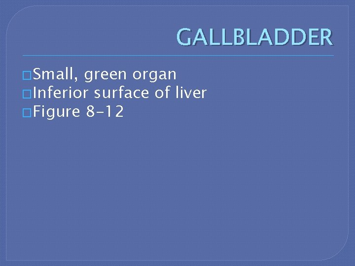 GALLBLADDER �Small, green organ �Inferior surface of liver �Figure 8 -12 