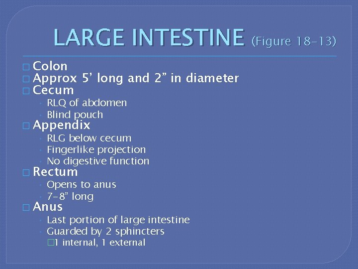 LARGE INTESTINE (Figure 18 -13) � Colon � Approx 5’ long and 2” in