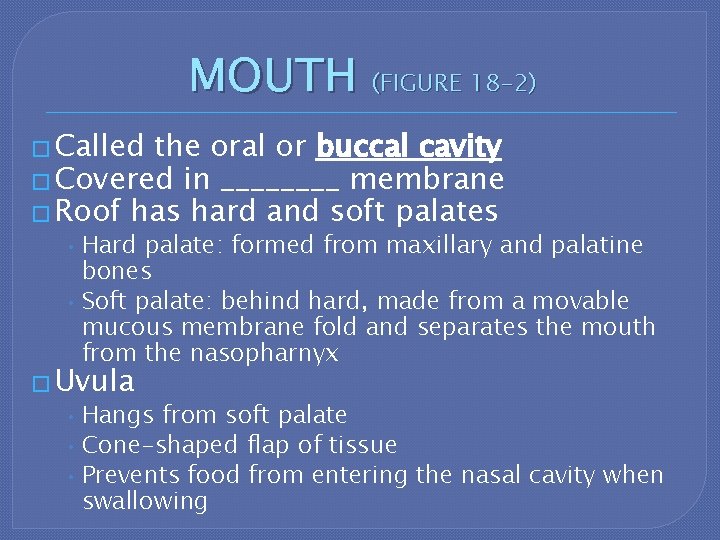 MOUTH (FIGURE 18 -2) � Called the oral or buccal cavity � Covered in