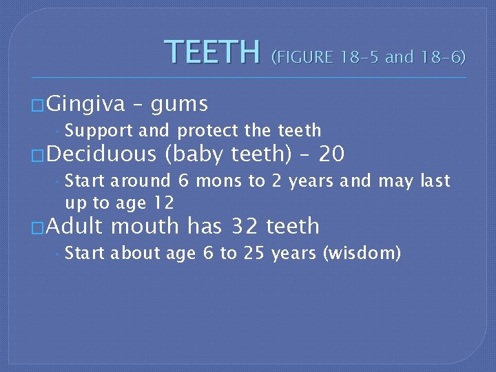 TEETH (FIGURE 18 -5 and 18 -6) �Gingiva – gums • Support and protect
