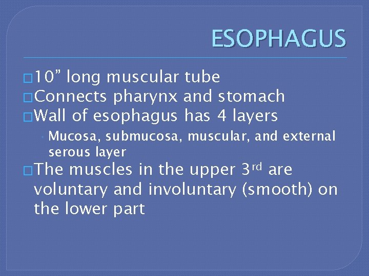 ESOPHAGUS � 10” long muscular tube �Connects pharynx and stomach �Wall of esophagus has
