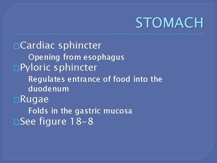 STOMACH �Cardiac sphincter • Opening from esophagus �Pyloric sphincter • Regulates entrance of food