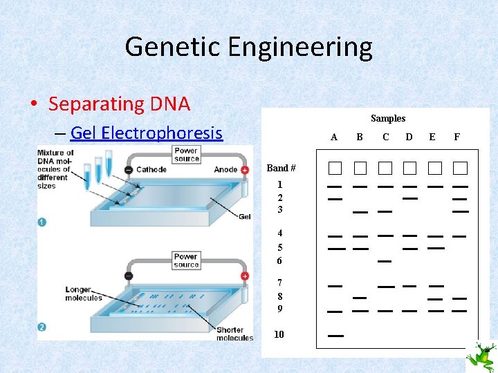 Genetic Engineering • Separating DNA – Gel Electrophoresis 