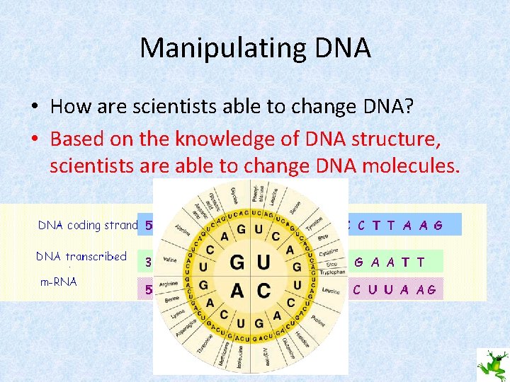 Manipulating DNA • How are scientists able to change DNA? • Based on the