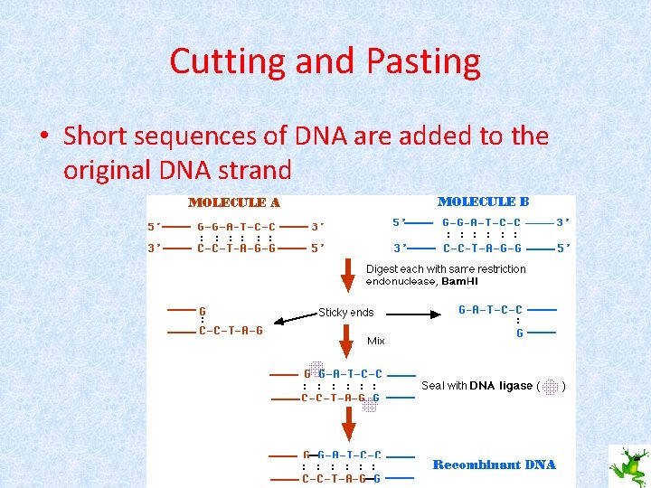 Cutting and Pasting • Short sequences of DNA are added to the original DNA