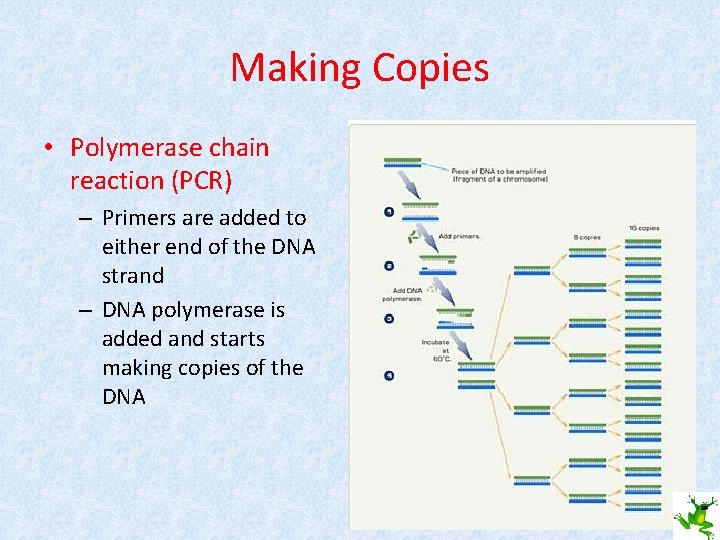 Making Copies • Polymerase chain reaction (PCR) – Primers are added to either end