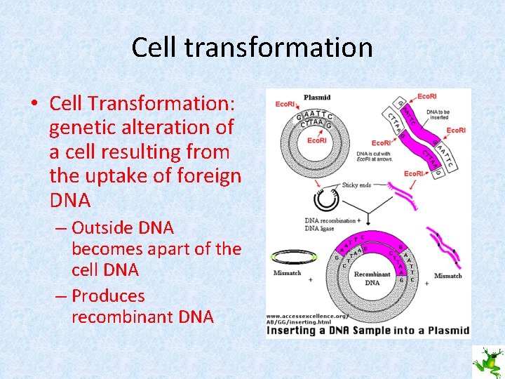 Cell transformation • Cell Transformation: genetic alteration of a cell resulting from the uptake