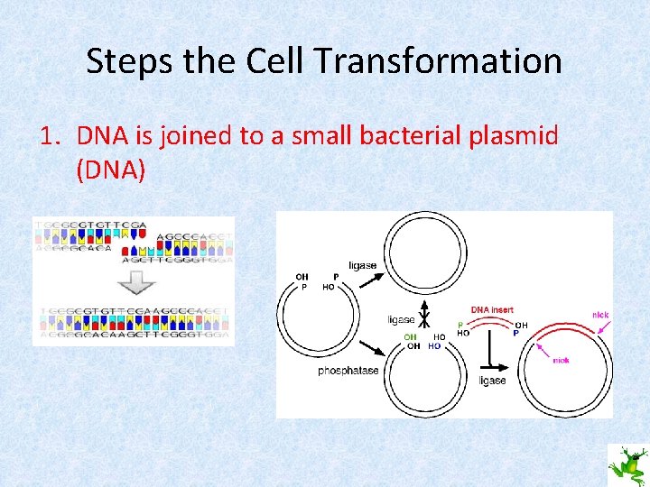 Steps the Cell Transformation 1. DNA is joined to a small bacterial plasmid (DNA)