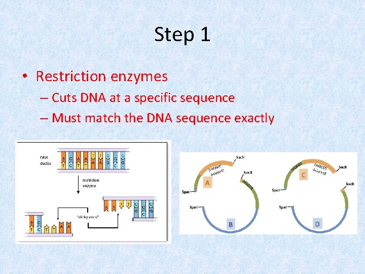 Step 1 • Restriction enzymes – Cuts DNA at a specific sequence – Must