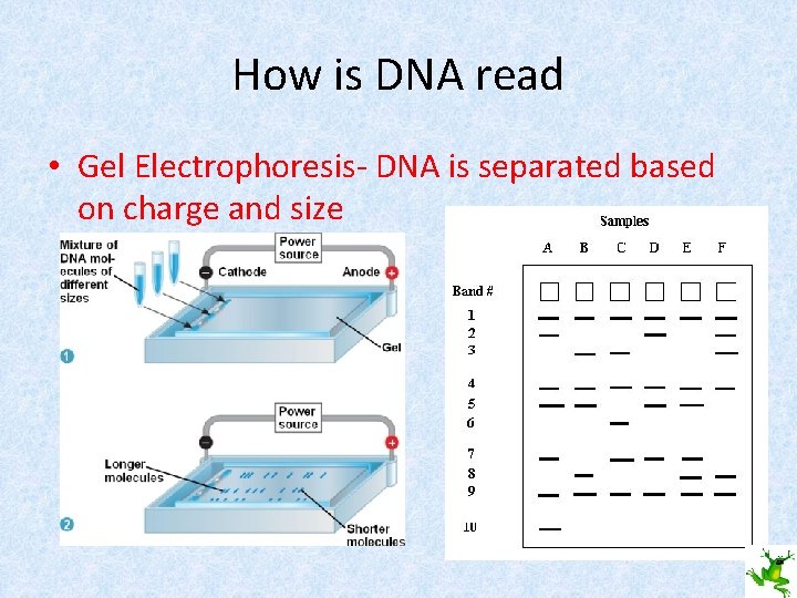 How is DNA read • Gel Electrophoresis- DNA is separated based on charge and