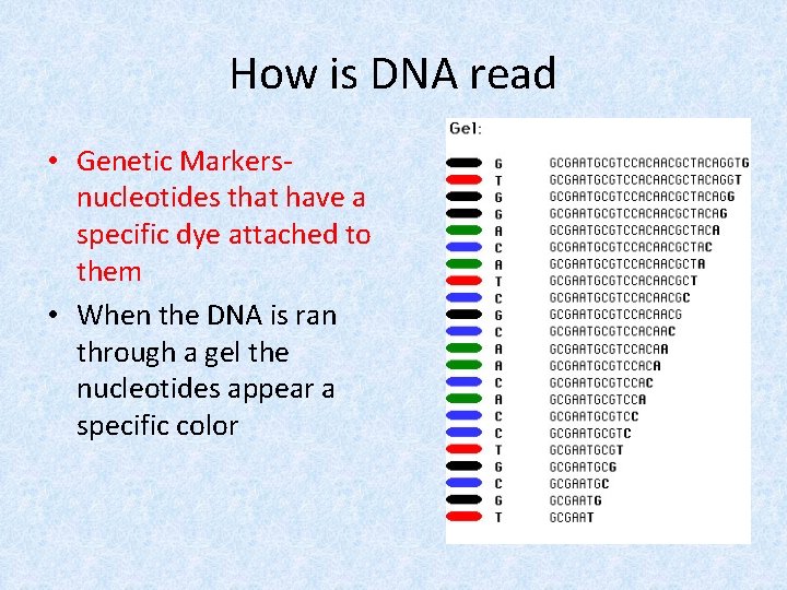 How is DNA read • Genetic Markersnucleotides that have a specific dye attached to