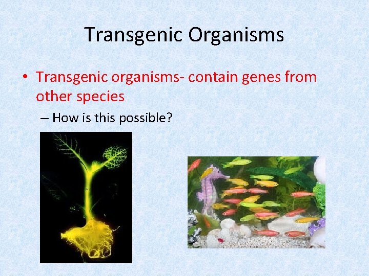 Transgenic Organisms • Transgenic organisms- contain genes from other species – How is this