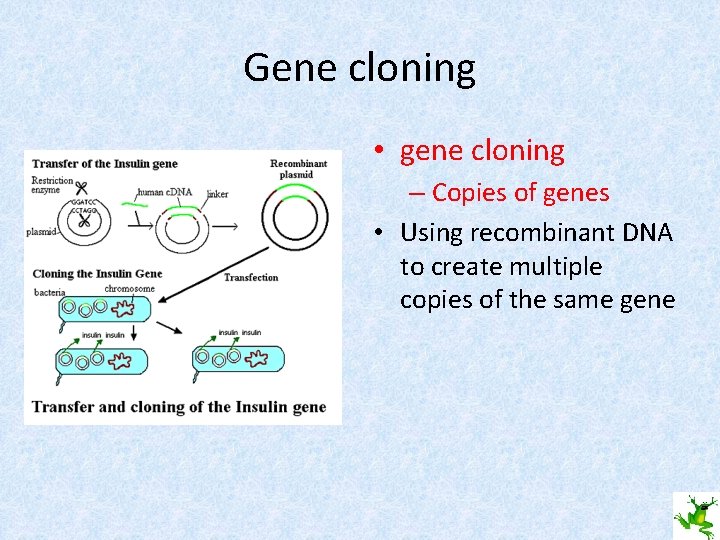 Gene cloning • gene cloning – Copies of genes • Using recombinant DNA to